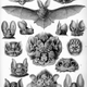 Illustration for article titled Why Would Evolution Favor These Insane Adaptations?